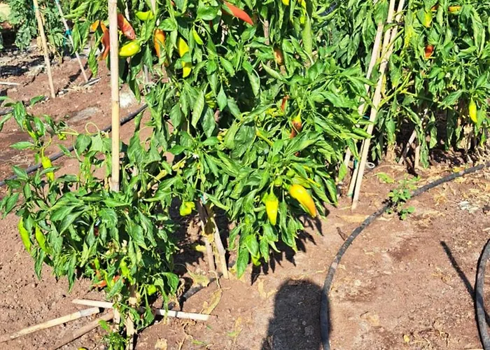 Christina's House Trochalia *