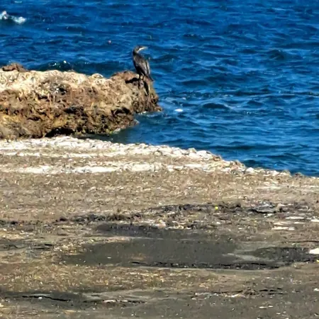 Christina's House Trochalia *