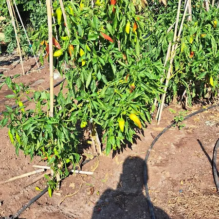 Christina's House Trochalia *