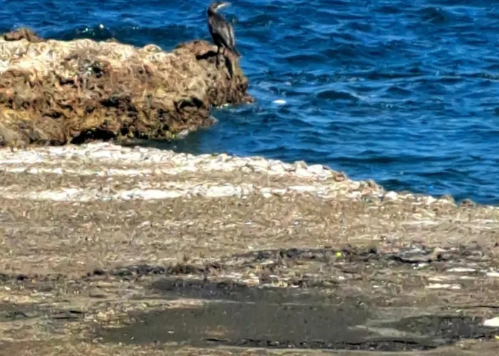 Christina's House Trochalia *